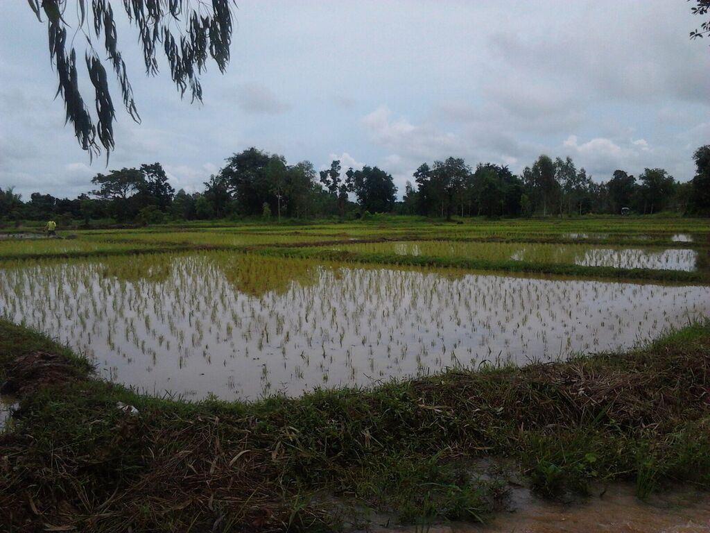 ทุ่งนาเขียวในชนบทอีสาน อำเภอเมืองหนองคาย
